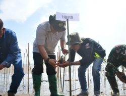 Pj Bupati Sinjai Bersama KMS PNUP Tanam Mangrove di Pasimarannu
