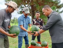 Cara Pj Bupati Sinjai Memotivasi Petani Hasilkan Komoditi Unggulan