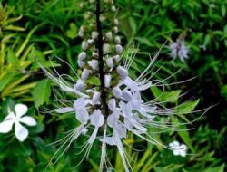 Manfaat Tanaman Kumis Kucing untuk Mengobati Berbagai Penyakit