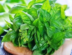 Simak 5 Manfaat Konsumsi Daun Kemangi Bagi Kesehatan