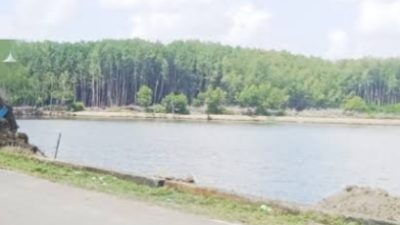 Pemilik Lahan Lokasi Pabrik Porang Sinjai Beberkan Fakta: tidak Ada Pembabatan Pohon Bakau