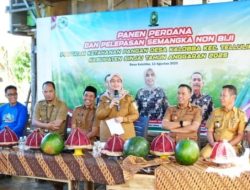 Bupati-Wabup Sinjai Panen Semangka Non Biji di Desa Kalobba: Siap Kirim ke NTT dan NTB