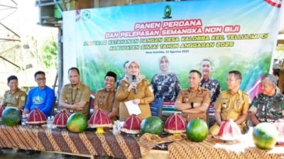 Bupati-Wabup Sinjai Panen Semangka Non Biji di Desa Kalobba: Siap Kirim ke NTT dan NTB