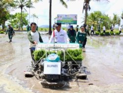 Bone Bikin Heboh Dunia Pertanian! Petani Panen Tiga Kali Setahun