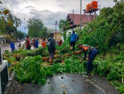 Cuaca Ekstrem Terjang Sinjai, Belasan Pohon Tumbang dan Rumah Warga Rusak