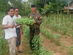 Harga Cabai Mahal, Tani Merdeka Sinjai Ambil Langkah Nyata