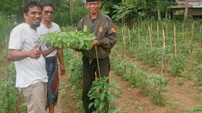 Harga Cabai Mahal, Tani Merdeka Sinjai Ambil Langkah Nyata