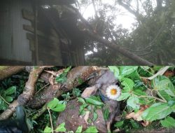 Angin Kencang Terjang Sinjai, Satu Rumah Rusak dan Sapi Tewas