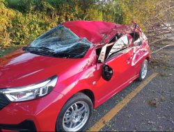 Pohon Raksasa Tumbang, Mobil Nyaris Rinsek di Jalur Sinjai–Bulukumba