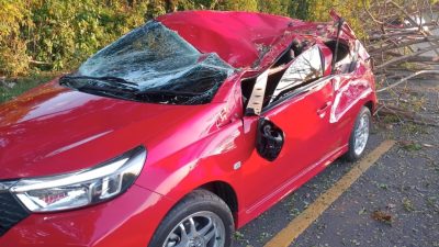 Pohon Raksasa Tumbang, Mobil Nyaris Rinsek di Jalur Sinjai–Bulukumba