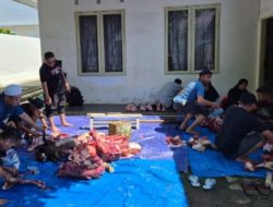 BRI Sinjai Tebar Kebahagiaan Idul Adha, 5 Sapi Kurban Dibagikan ke Warga