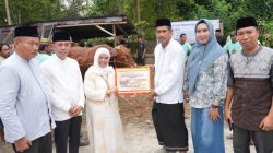 Sapi Kurban Presiden Prabowo Disembelih di Sinjai Selatan, Beratnya Capai 1 Ton