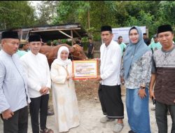Sapi Kurban Presiden Prabowo Disembelih di Sinjai Selatan, Beratnya Capai 1 Ton