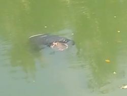 Mayat Laki-laki Ditemukan Terapung di Sungai Tui Sinjai